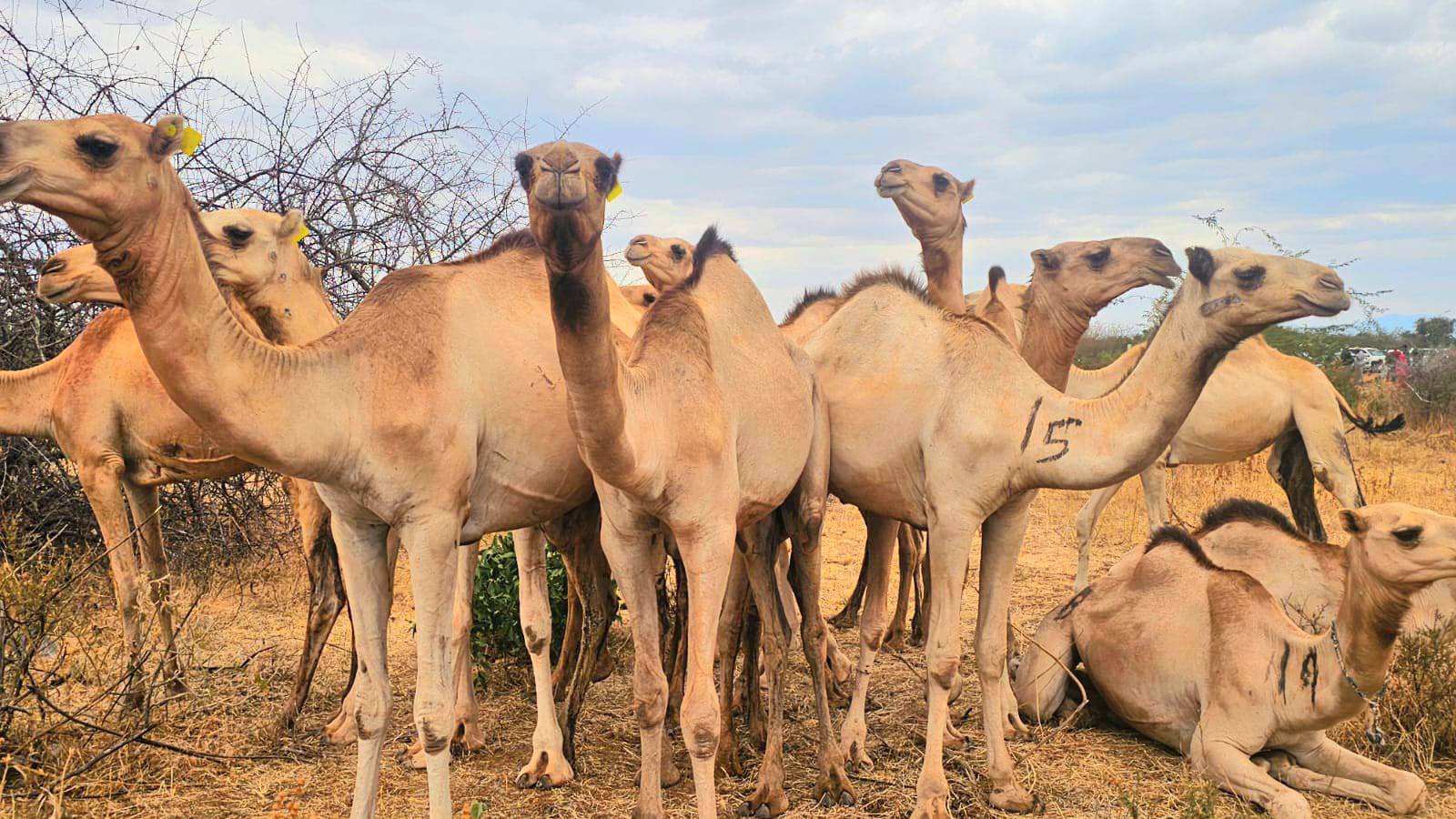 NDMA, Local Leaders Hand Over 100 Camels to Moyale Constituency Residents